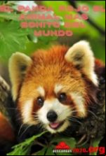 pelicula El Panda Rojo El Animal Mas Bonito Del Mundo